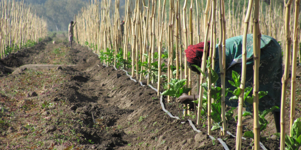 Effizientes Wassermanagement mit Tröpfchenbewässerung