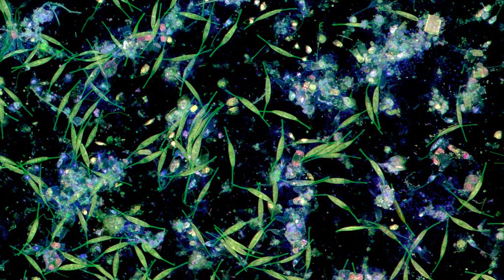 Von Bakterien und Mikroalgen auf einer Plastikoberfläche in Wasser aus der Kieler Förde gebildeter Biofilm. Die Aufnahme wurde mit Konfokaler Laserrastermikroskopie angefertigt. Bild: Jan Michels/Future Ocean