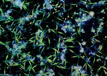 Von Bakterien und Mikroalgen auf einer Plastikoberfläche in Wasser aus der Kieler Förde gebildeter Biofilm. Die Aufnahme wurde mit Konfokaler Laserrastermikroskopie angefertigt. Bild: Jan Michels/Future Ocean