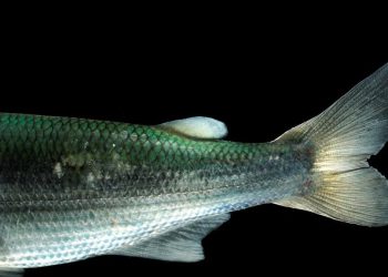 Die Fischwelt bleibt für die meisten Menschen unter der Wasseroberfläche verborgen. Bild: Solvin Zankl