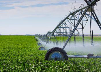 Solarbetriebene Pumpsysteme kommen z. B. an Berieselungsanlagen zum Einsatz. (Bild: Brenda Carson/Adobe Stock)