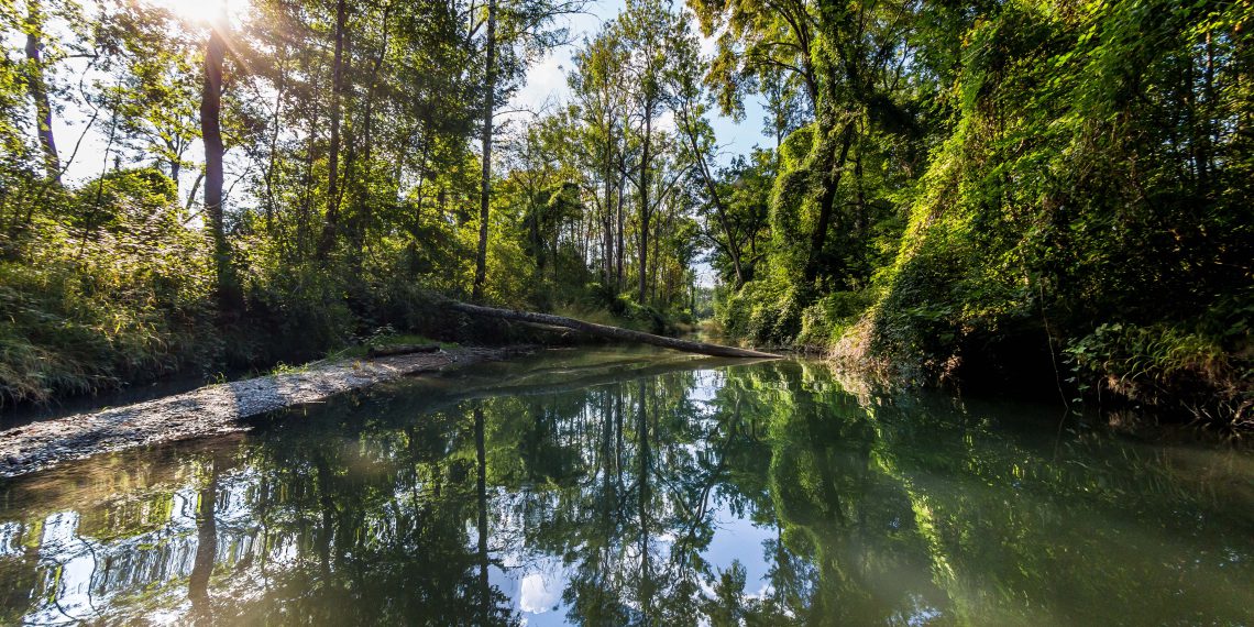 Der Auenwald an der Donau zwischen Neuburg und Ingolstadt. Die Erfahrungen aus der Renaturierung dieses Gebietes wollen Wissenschaftler des Aueninstituts der KU auf das EU-Projekt übertragen. Bild: upd/Christian Klenk