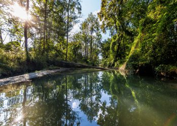 Der Auenwald an der Donau zwischen Neuburg und Ingolstadt. Die Erfahrungen aus der Renaturierung dieses Gebietes wollen Wissenschaftler des Aueninstituts der KU auf das EU-Projekt übertragen. Bild: upd/Christian Klenk