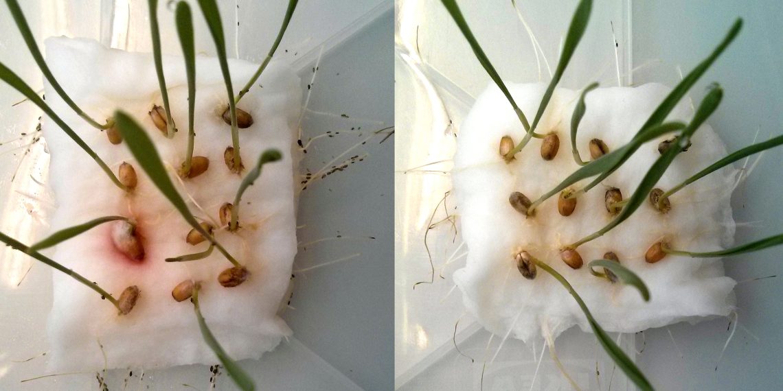 Haben Blattläuse die Wahl zwischen Weizenkeimlingen mit (rechts) und ohne CBT-ol-Behandlung (links), so meiden sie die behandelten Keimlinge. Bild: W. Mischko / TUM