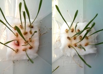 Haben Blattläuse die Wahl zwischen Weizenkeimlingen mit (rechts) und ohne CBT-ol-Behandlung (links), so meiden sie die behandelten Keimlinge. Bild: W. Mischko / TUM