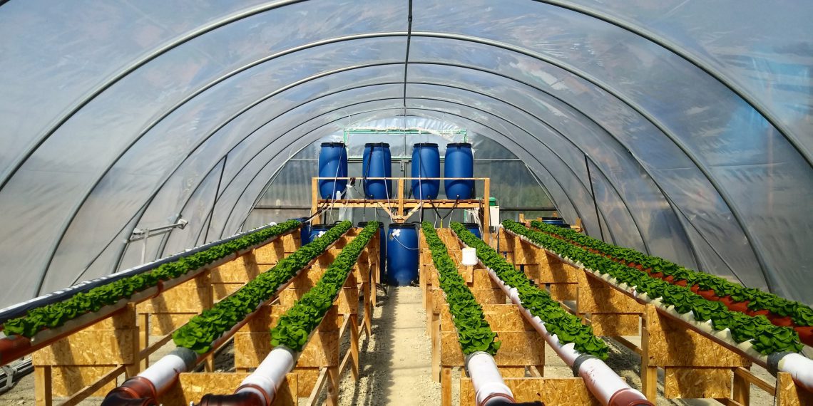 Salat in hydroponischen Linien in der Pilotanlage des Forschungsteams auf dem Gelände der Kläranlage Wolfsburg-Hattorf. (Bild: Universität Hohenheim/Isaac Vincent)