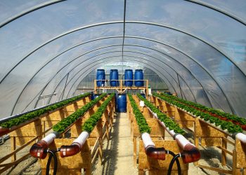 Salat in hydroponischen Linien in der Pilotanlage des Forschungsteams auf dem Gelände der Kläranlage Wolfsburg-Hattorf. (Bild: Universität Hohenheim/Isaac Vincent)