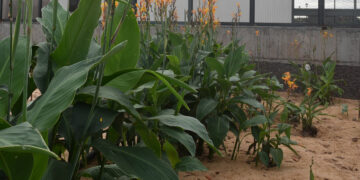 Pflanzenkläranlagen zur Schmutzwasseraufbereitung