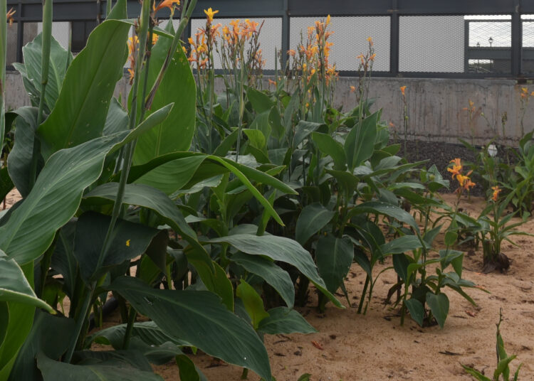 Pflanzenkläranlagen zur Schmutzwasseraufbereitung 