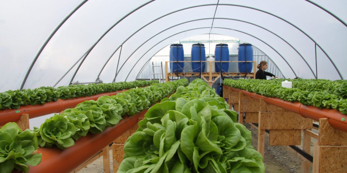 Blick ins Gewächshaus vor der zweiten vollständigen Salaternte. (Bild: Hypowave)