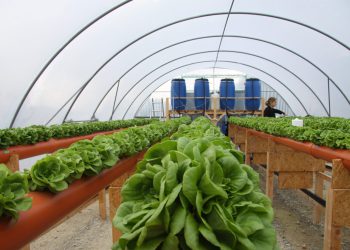 Blick ins Gewächshaus vor der zweiten vollständigen Salaternte. (Bild: Hypowave)