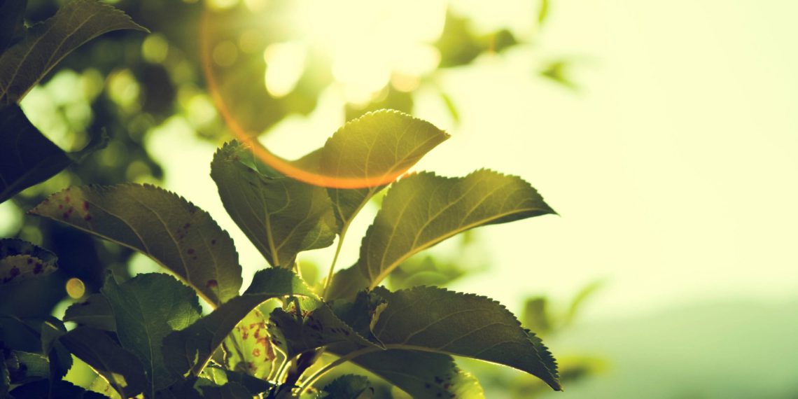 Klimafreundliche Energieerzeugung in&nbsp;Leuna