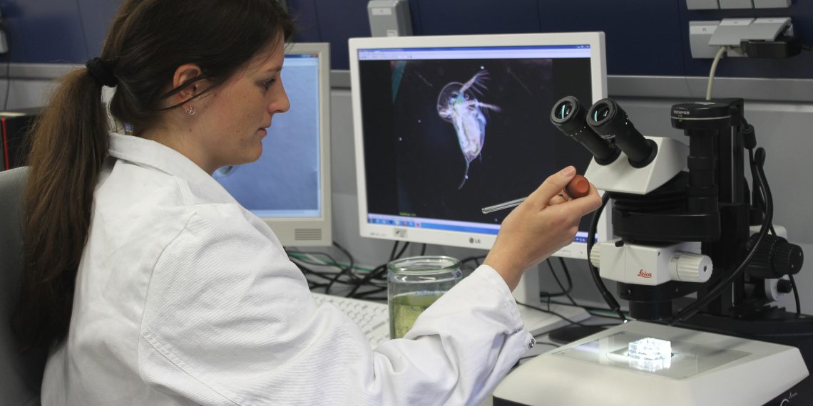 Anja Ramsperger M.Sc. bei der Untersuchung von Wasserflöhen in einem Labor der Bayreuther Tierökologie. Bild: Christian Wißler