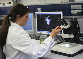 Anja Ramsperger M.Sc. bei der Untersuchung von Wasserflöhen in einem Labor der Bayreuther Tierökologie. Bild: Christian Wißler