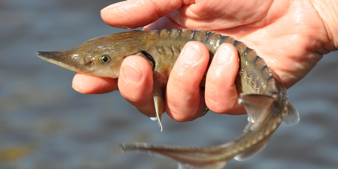 Faszinierende Artenvielfalt in Binnengewässern, zum Beispiel der bedrohte Europäische Stör. Bild: C.Pusch