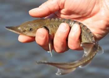 Faszinierende Artenvielfalt in Binnengewässern, zum Beispiel der bedrohte Europäische Stör. Bild: C.Pusch